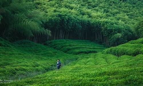 莫干山必去八个景点_莫干山必去八个景点简